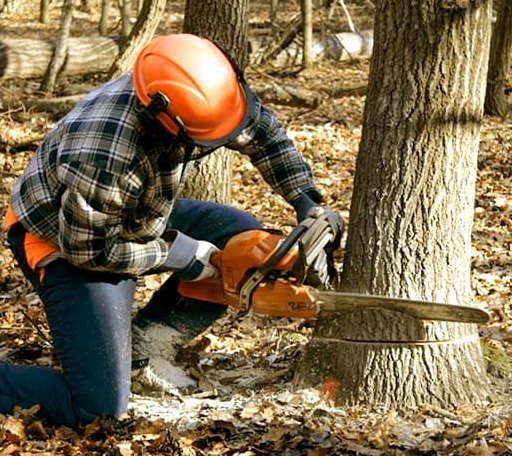 Tree Removal in Bruno, WV